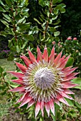 PROTEA CYNAROIDES KING PROTEA