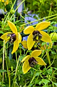 CLEMATIS GOLDEN TIARA