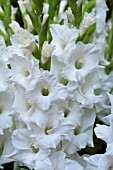 GLADIOLUS GRAND PRIX