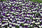 VIOLA TRICOLOR
