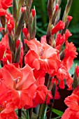 GLADIOLUS BELLADONNA