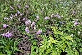 FERNS GERANIUMS AND GRASSES