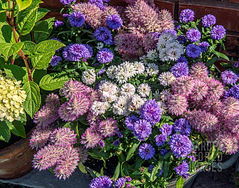SUMMER_CONTAINER_PLANTED_WITH_ASTERS_AND_PTILOTUS_EXALTATUS_JOEY