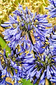 AGAPANTHUS MIDNIGHT STAR