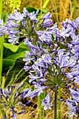 AGAPANTHUS DONAU