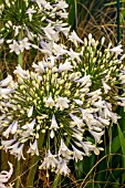 AGAPANTHUS ENIGMA