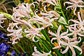 NERINE BOWDENII OSTARA