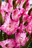 GLADIOLUS VIOLET MOON