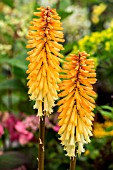 KNIPHOFIA TAWNY KING