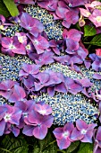 HYDRANGEA MACROPHYLLA CARDINAL VIOLET  (SYN. H.M. KARDINAL VIOLET)