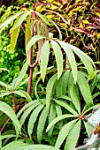 BEGONIA LUXURIANS