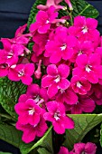 STREPTOCARPUS RUBINA PINK