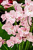 STREPTOCARPUS PINK SOUFFLE