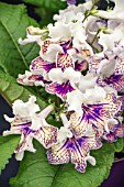 STREPTOCARPUS HARLEQUIN DAMSEL