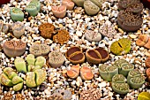 LITHOPS MIXED