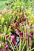 SARRACENIA MIXED