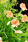 LATHYRUS ANNUUS HOTHAM RED