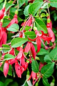 FUCHSIA CHILLI RED  (HARDY)