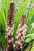 EUCOMIS SPARKLING BURGUNDY