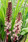 EUCOMIS SPARKLING BURGUNDY