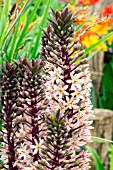 EUCOMIS SPARKLING BURGUNDY