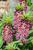 EUCOMIS LEIA