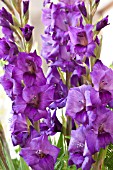 GLADIOLUS PURPLE FLORA