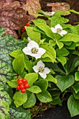 CORNUS CANADENSIS