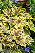 HEUCHERELLA GOLD ZEBRA