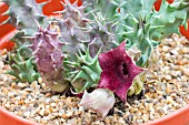 HUERNIA MENZESII