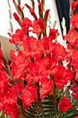 GLADIOLUS TRADER HORN