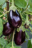 AUBERGINE BONICA F1