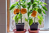 SWEET PEPPER GOLDEN BALL ON WINDOWSILL