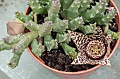 ORBEA VARIEGATA  (SYN. STAPELIA VARIEGATA)