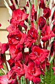 GLADIOLUS BLACK JACK