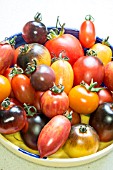 TOMATOES MIXED DESIGNER VARIETIES