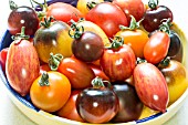 TOMATOES MIXED DESIGNER VARIETIES