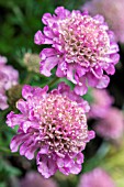 SCABIOSA PINK MIST