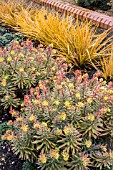 EUPHORBIA X MARTINII ASCOT RAINBOW PBR