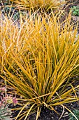 LIBERTIA PEREGRINUM GOLD LEAF