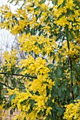 ACACIA DEALBATA