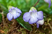 PETROCOSMEA MINOR