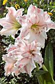 HIPPEASTRUM AMARYLLIS DANCING QUEEN