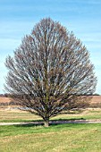 CARPINUS BETULIFOLIUS FASTIGIATA