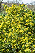 CORONILLA GLAUCA