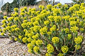 EUPHORBIA CHARCIAS SUBSP. WULFENII LAMBROOK GOLD