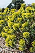 EUPHORBIA CHARCIAS SUBSP. WULFENII LAMBROOK GOLD