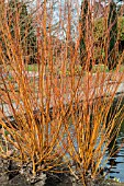 SALIX ALBA VAR. VITELLINA BRITZENSIS