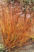 SALIX ALBA VAR. VITELLINA BRITZENSIS