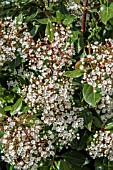 VIBURNUM TINUS LUCIDUM